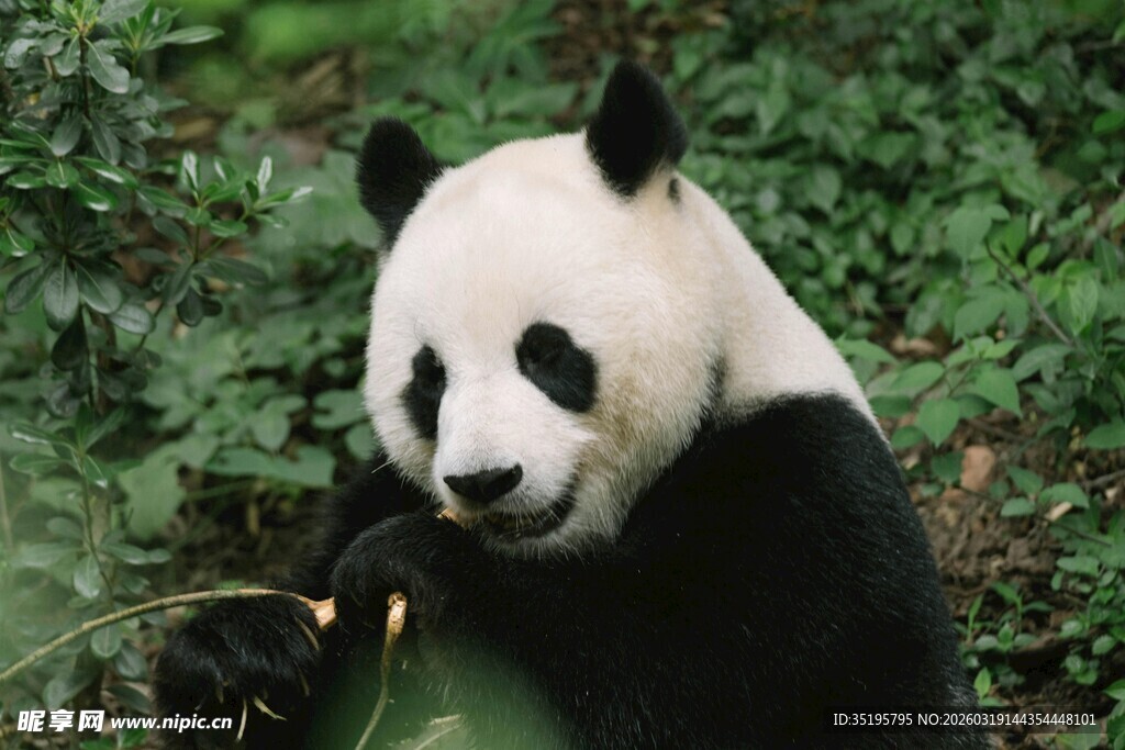 憨态可掬的大熊猫进食中