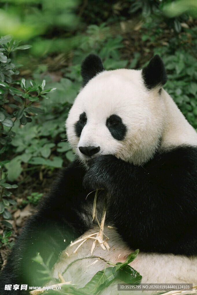 熊猫惬意进食竹子
