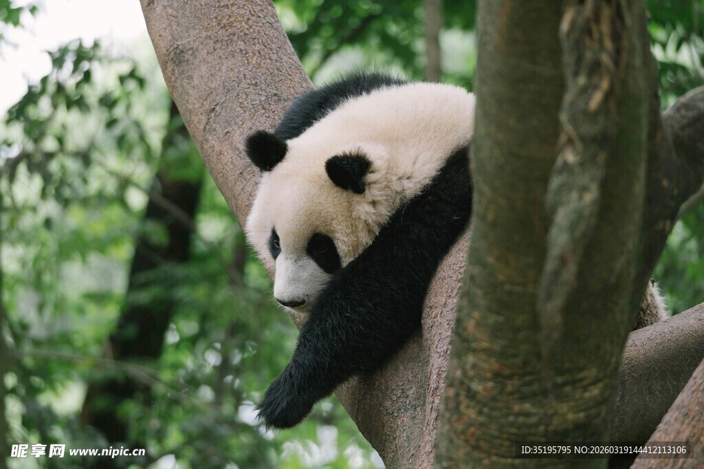 熊猫惬意栖于树枝间