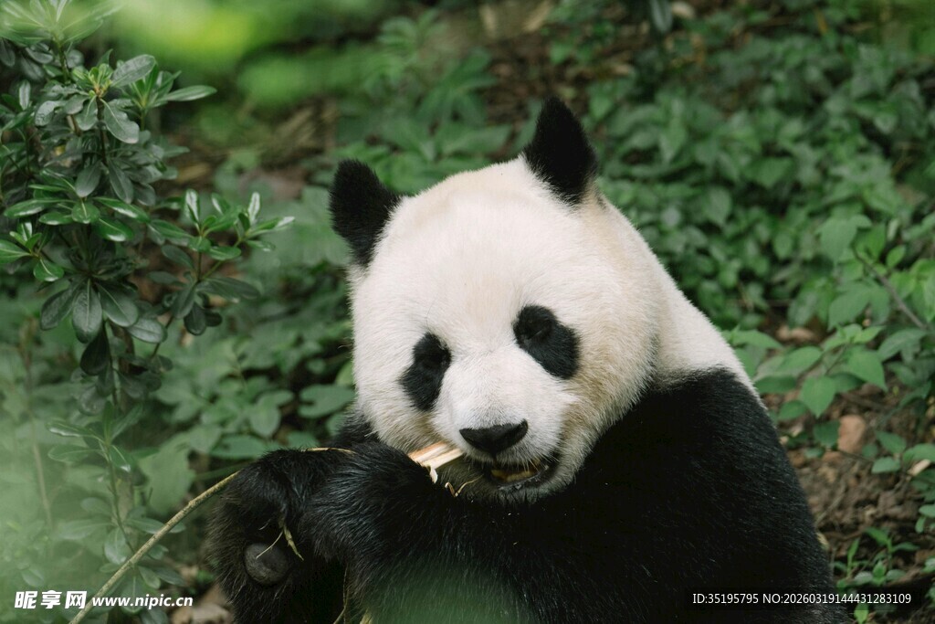 熊猫进食瞬间