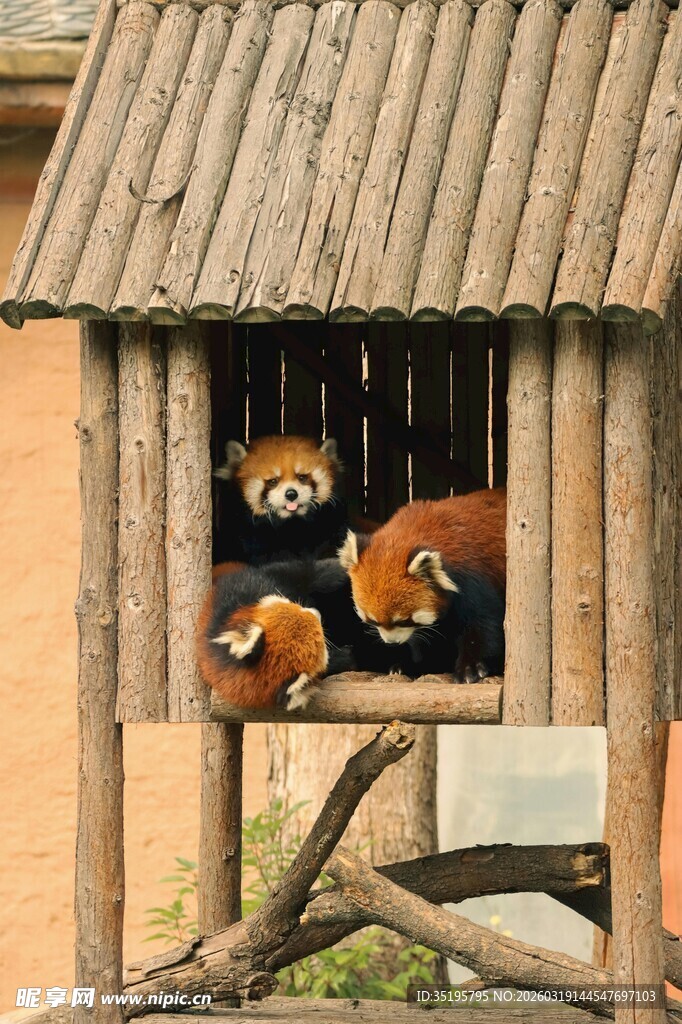 小熊猫在木屋窗口休憩