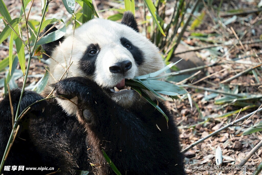 熊猫惬意进食竹子