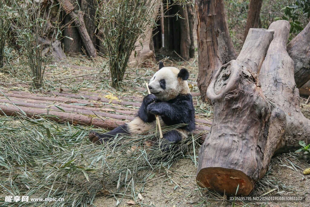 熊猫坐于林间啃食竹子