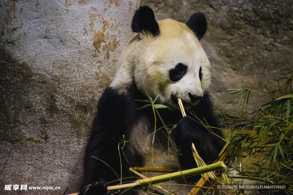 熊猫惬意享用鲜嫩竹子