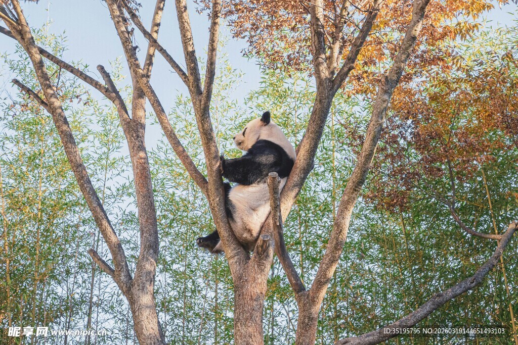 熊猫惬意爬树享受悠闲时光