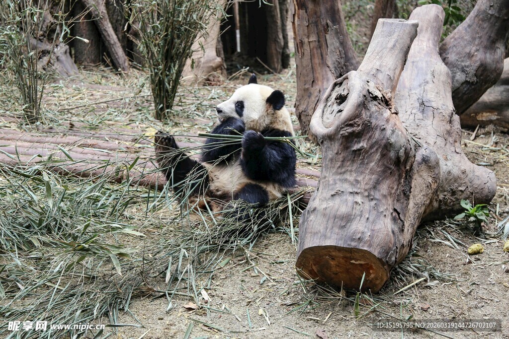 熊猫于木旁休憩