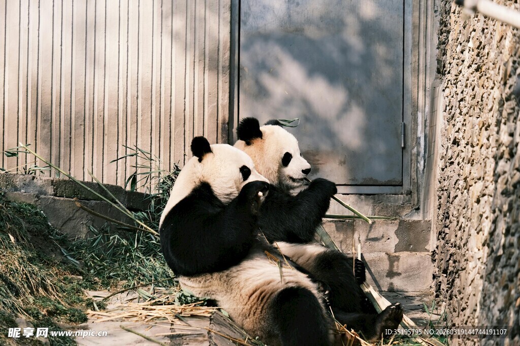 两只熊猫惬意进食