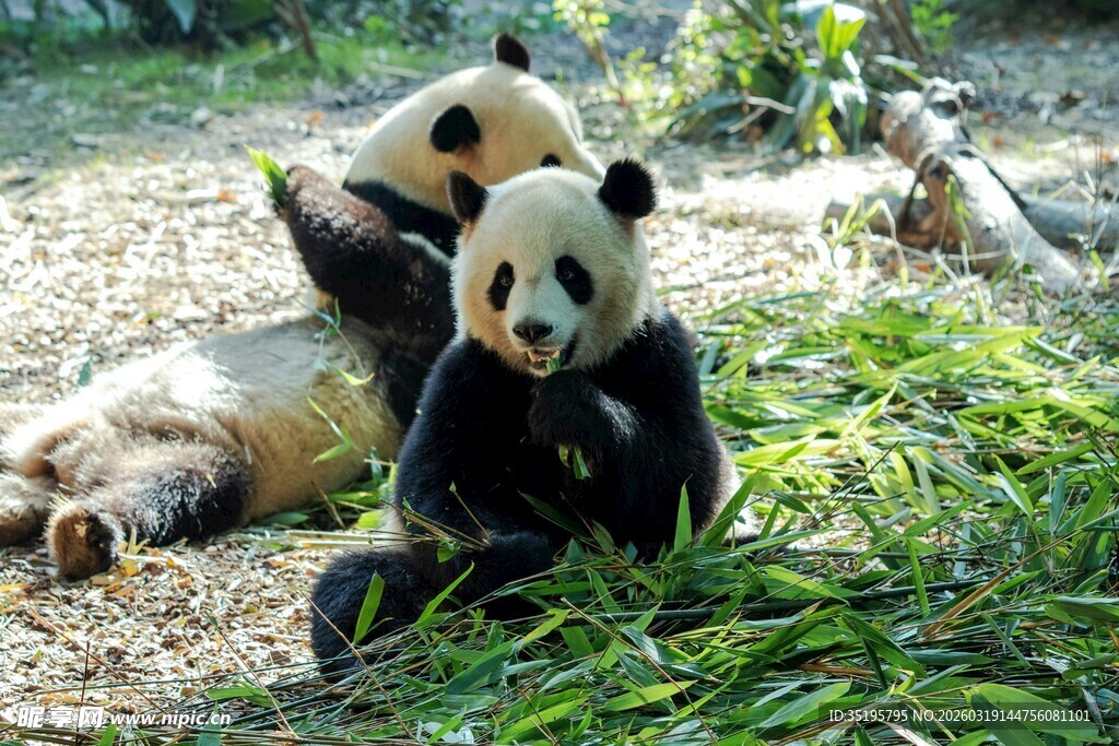 两只熊猫惬意享用竹子