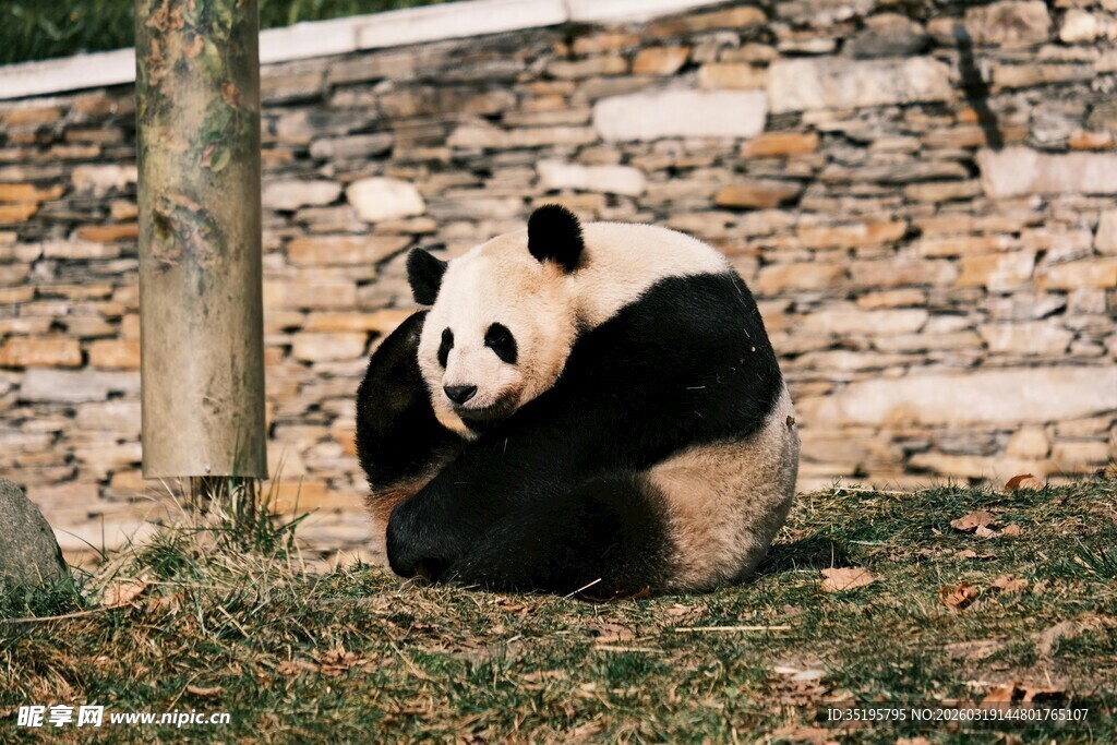 憨态可掬的大熊猫坐于草地