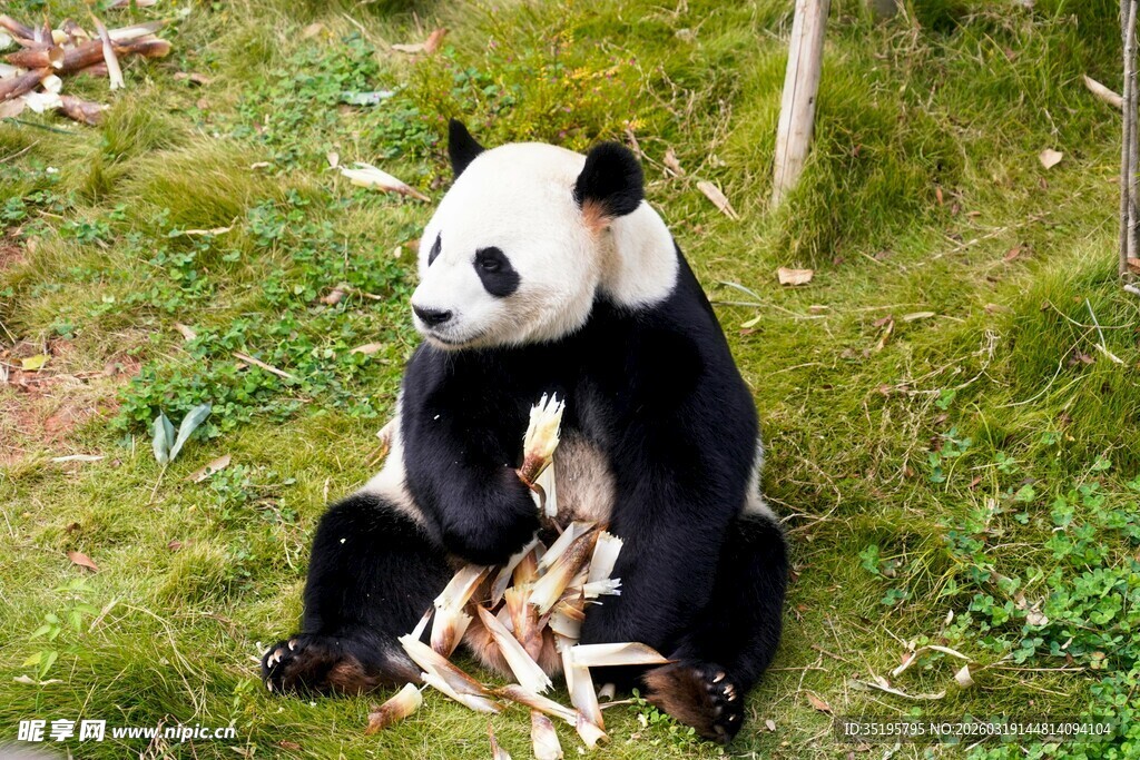 熊猫坐草地享用竹子
