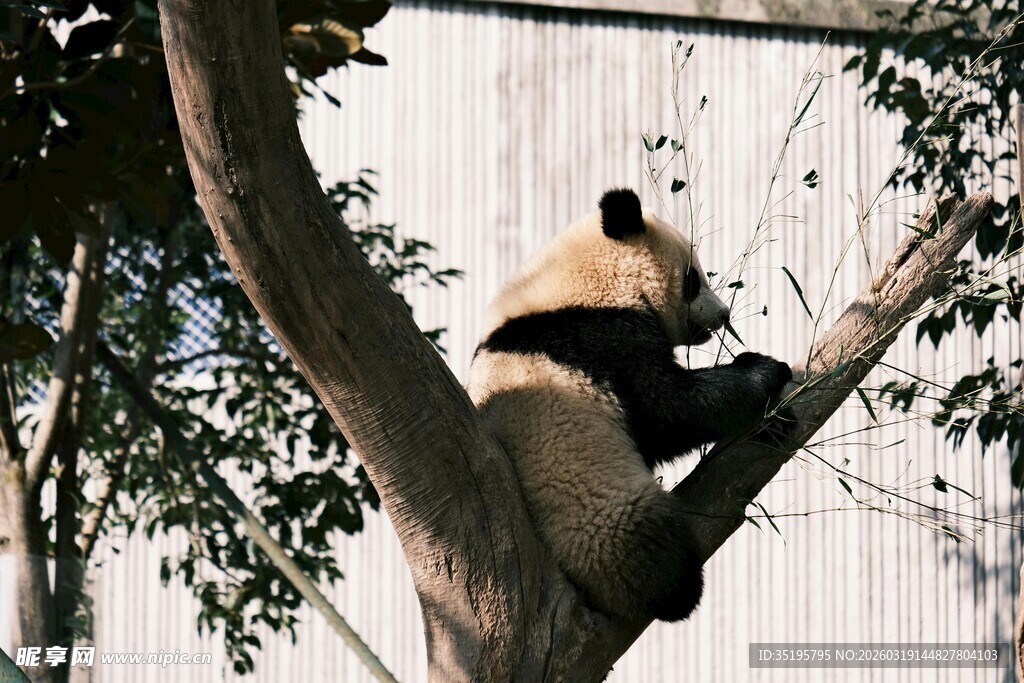 树上憨态可掬的大熊猫