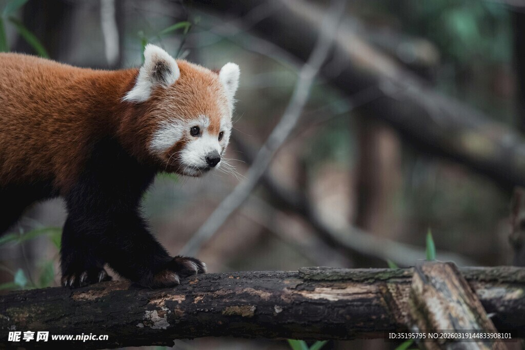 小熊猫在树枝上漫步
