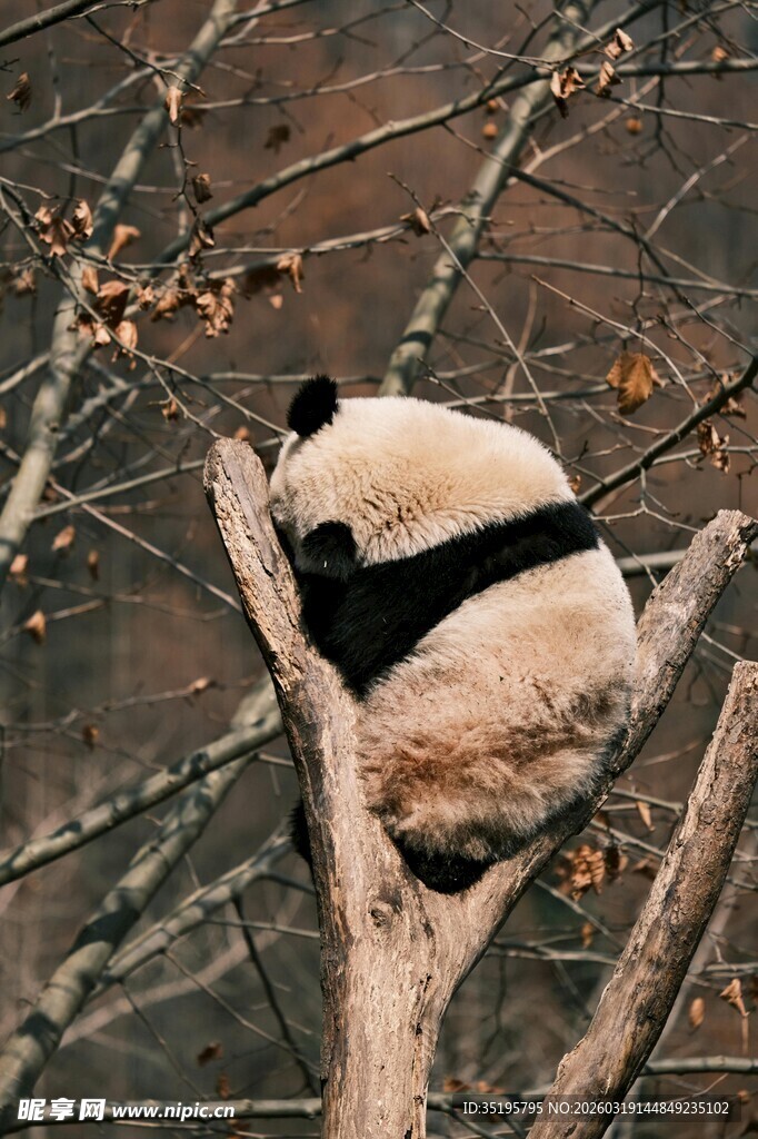 熊猫惬意趴树枝