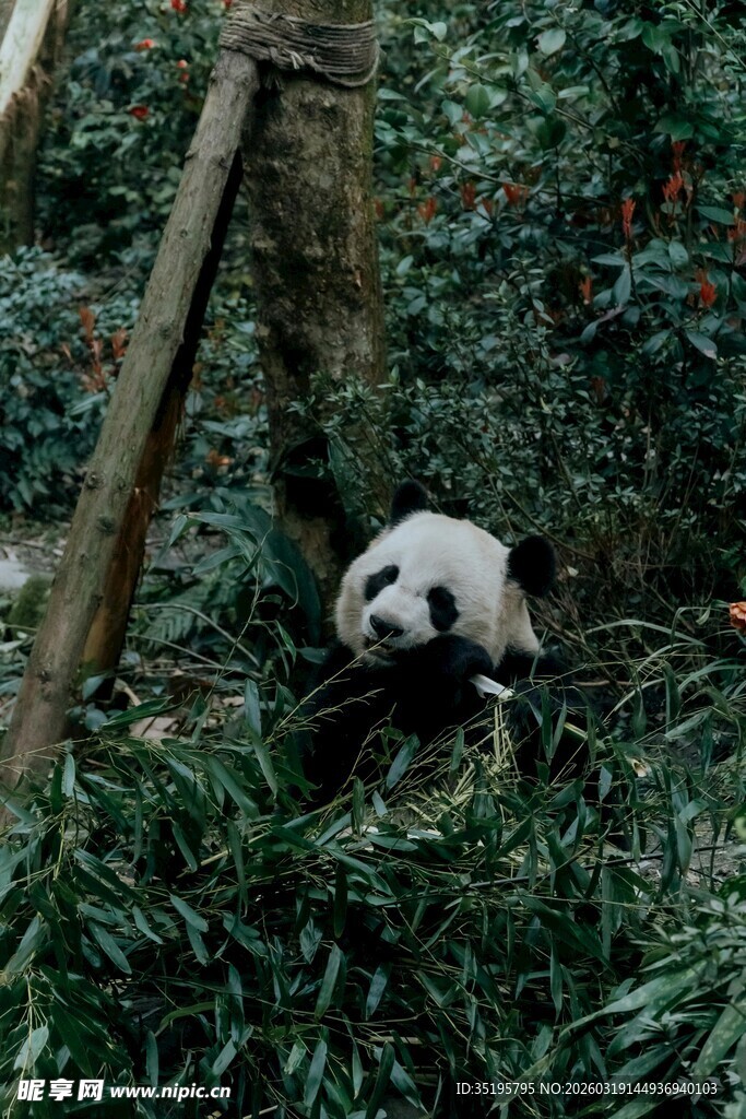 竹林中的可爱大熊猫