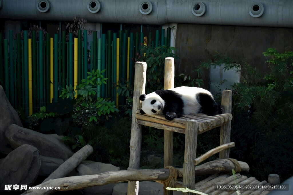 熊猫惬意躺坐木架上