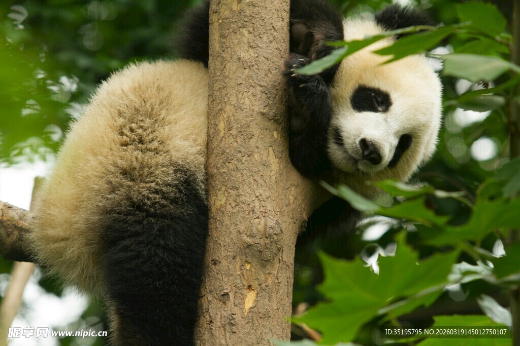 熊猫树上休憩
