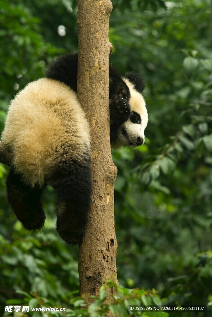 熊猫树上憨态可掬