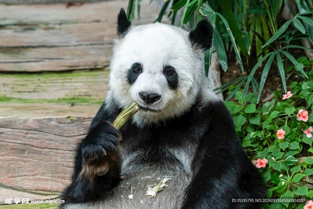 熊猫惬意进食