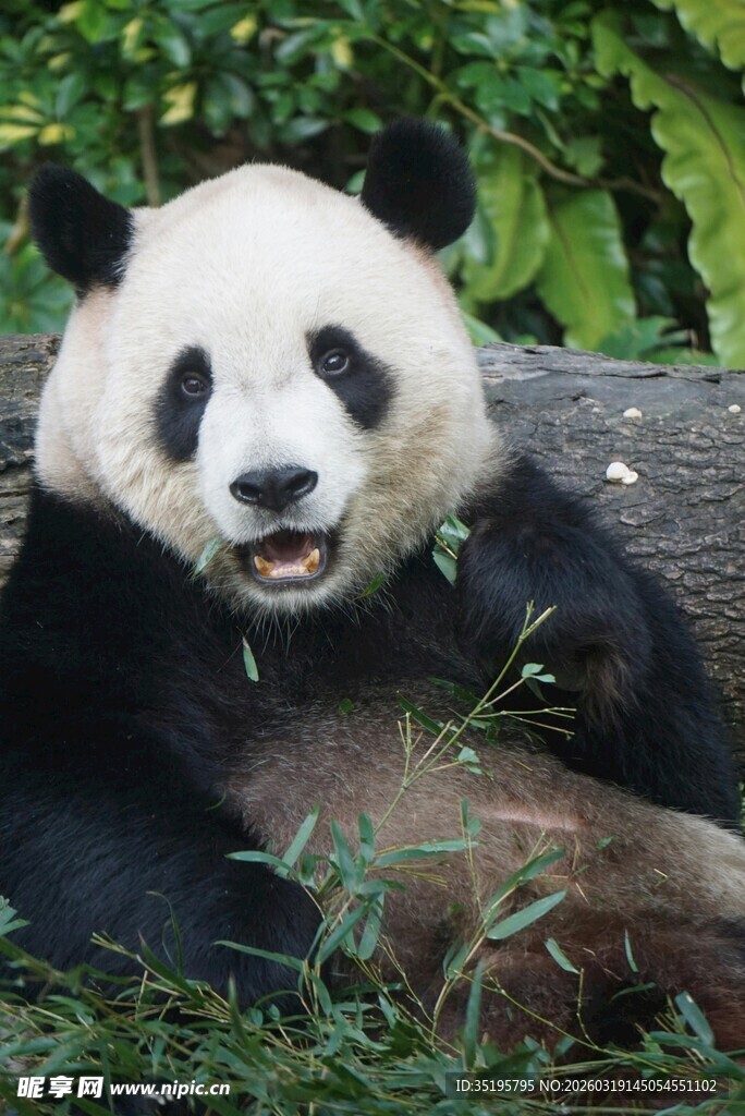 憨态可掬的大熊猫