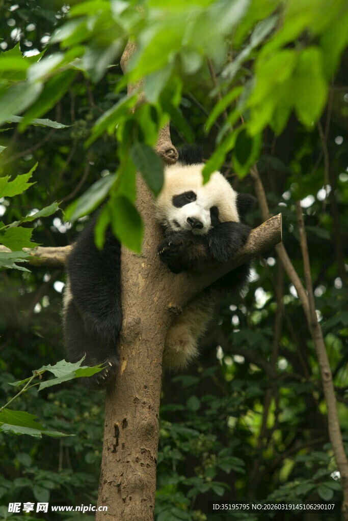 熊猫树上悠闲休憩