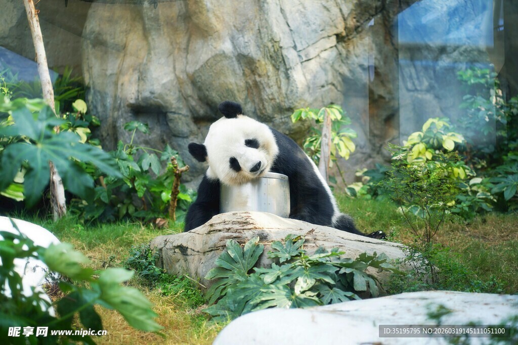 憨态可掬的大熊猫