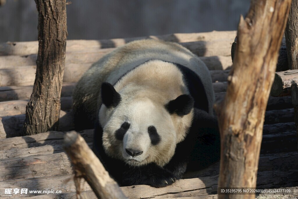 趴着休息的可爱大熊猫