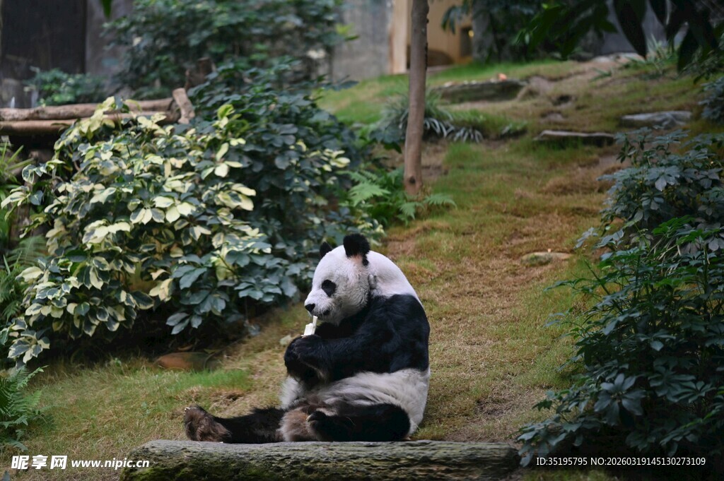 悠闲熊猫坐于绿植环绕处