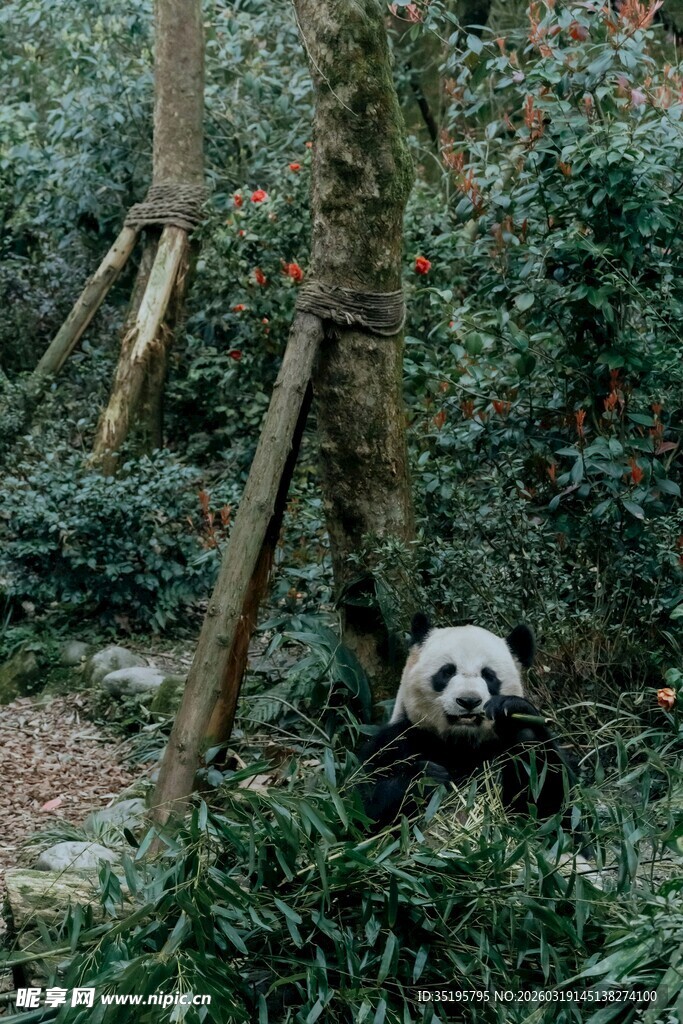 竹林中的可爱大熊猫