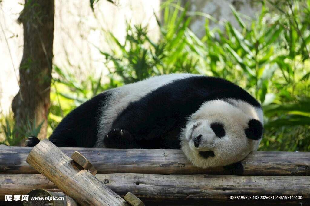 憨态熊猫惬意趴木休憩