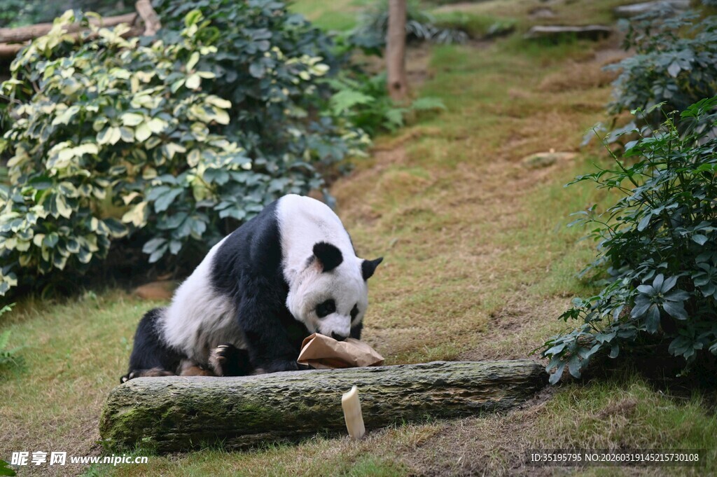 熊猫坐木旁享用竹子
