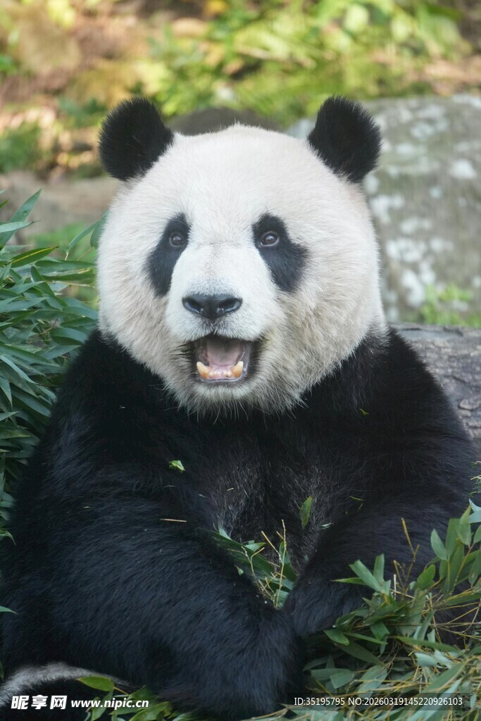 憨态可掬的大熊猫吃竹子