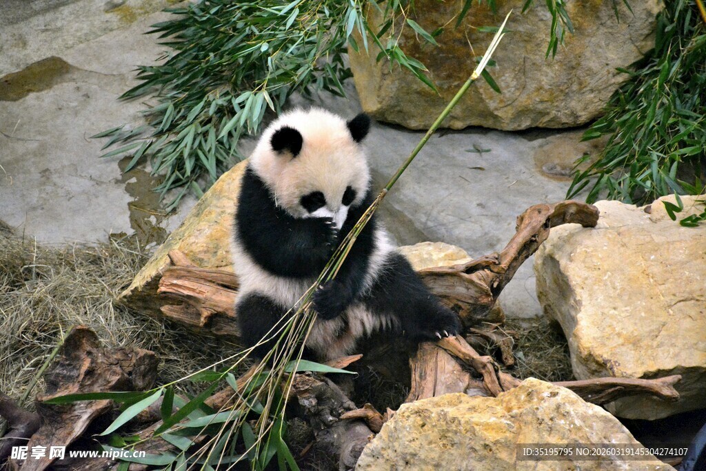 熊猫坐于石间啃食竹子
