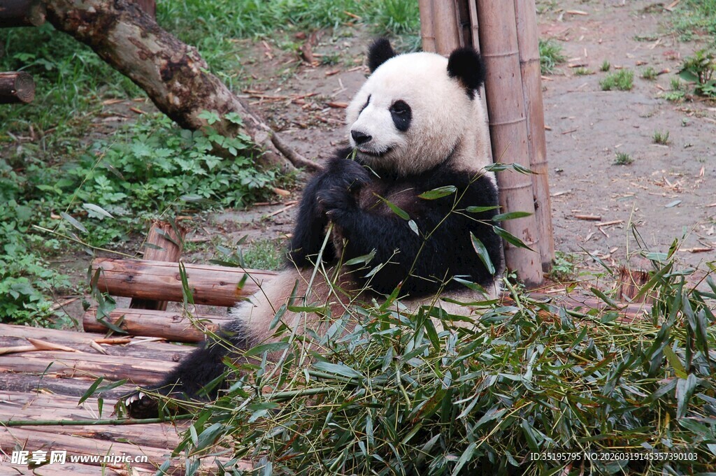 熊猫惬意享用竹子