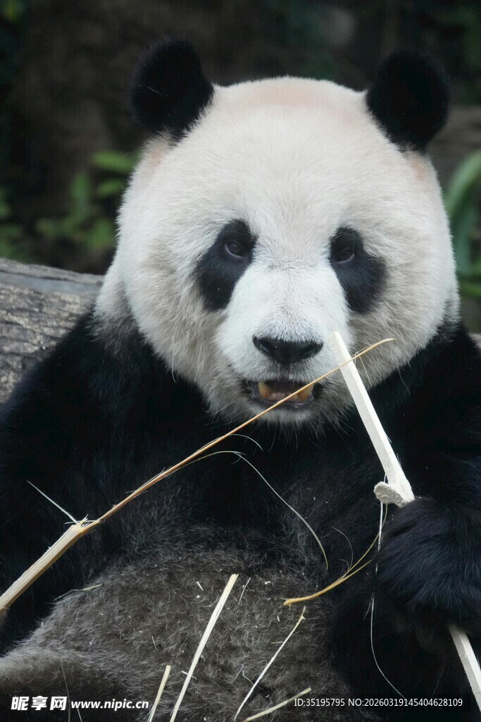 熊猫惬意享用竹子