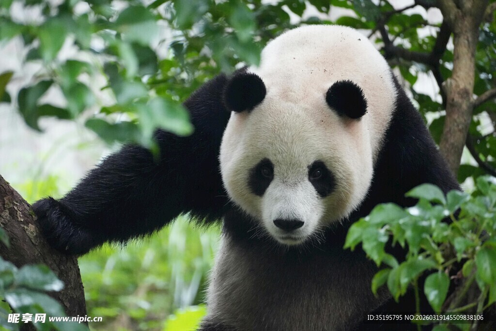 树上可爱大熊猫