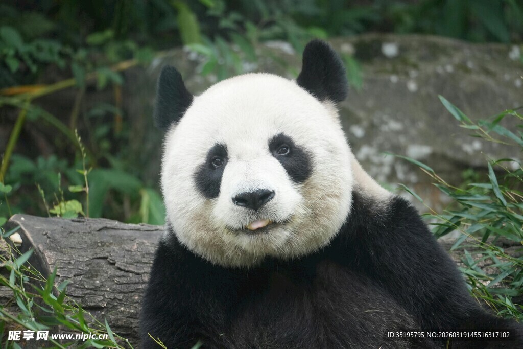 憨态可掬的大熊猫