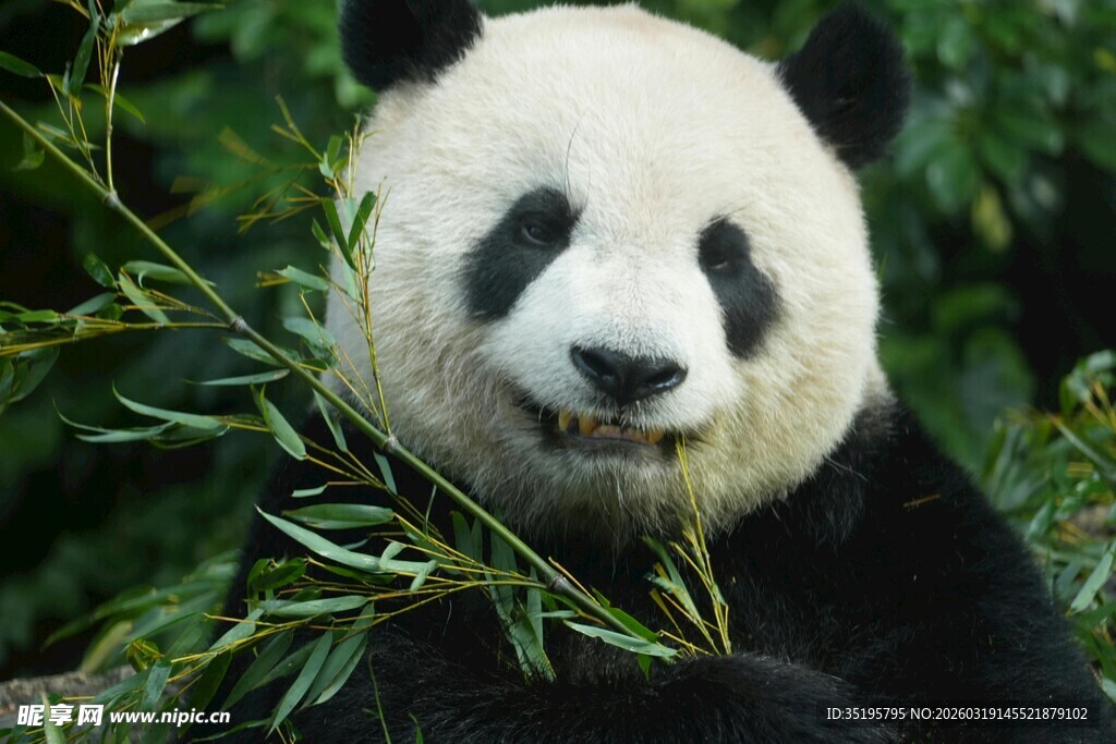 憨态可掬的大熊猫吃竹子