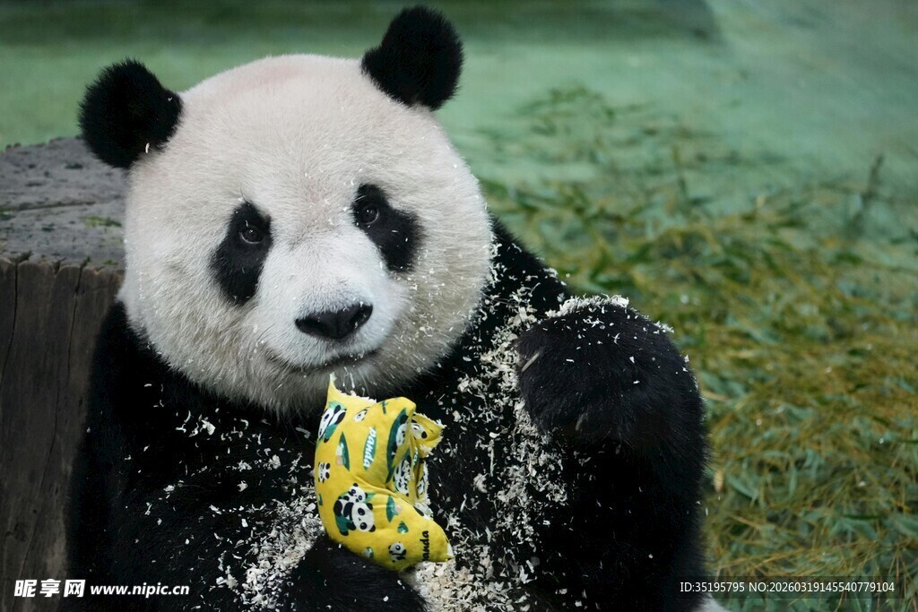 熊猫手持玩具享受美好时光