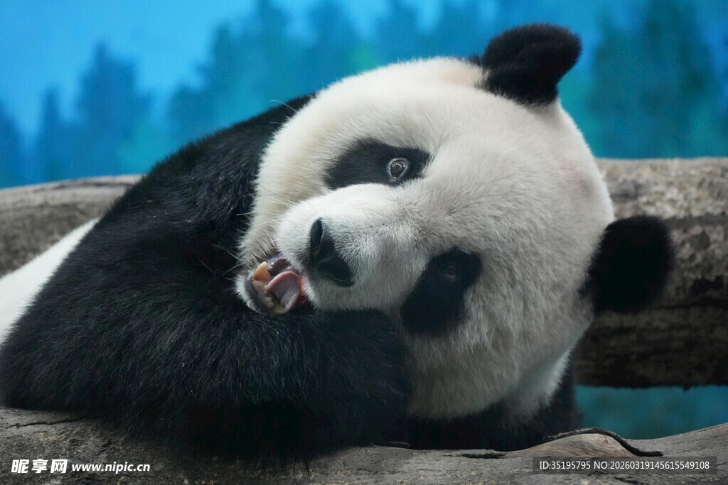 憨态熊猫惬意躺卧