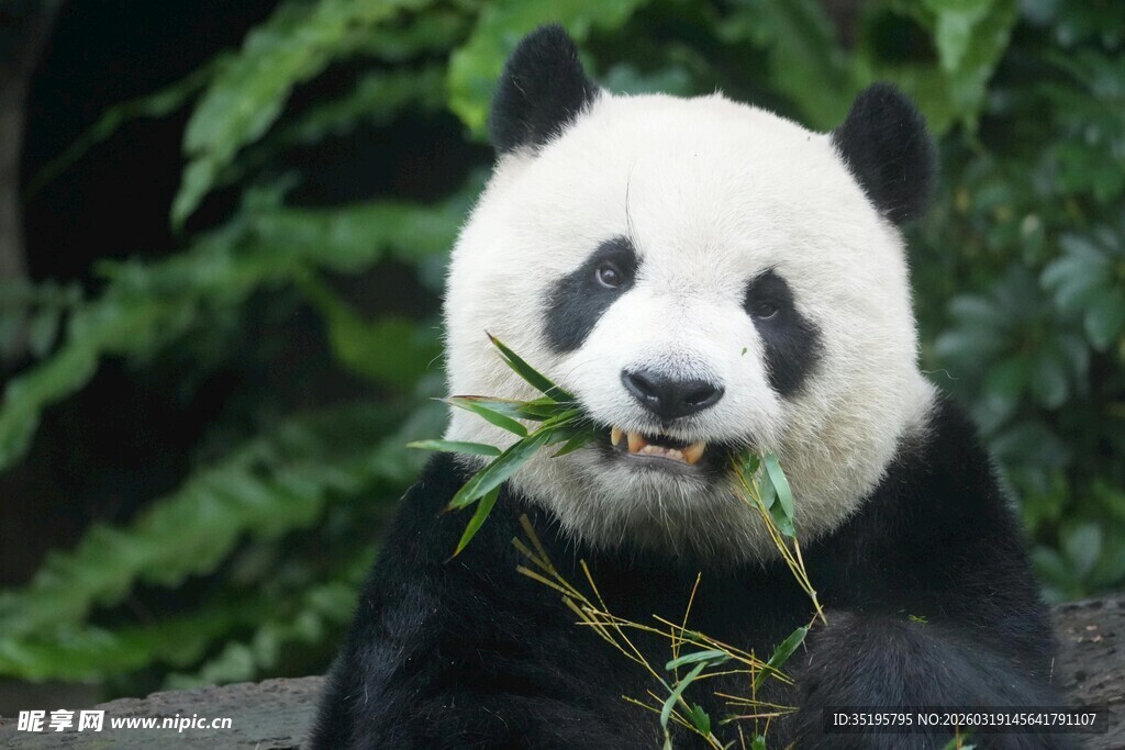 熊猫惬意进食鲜竹叶