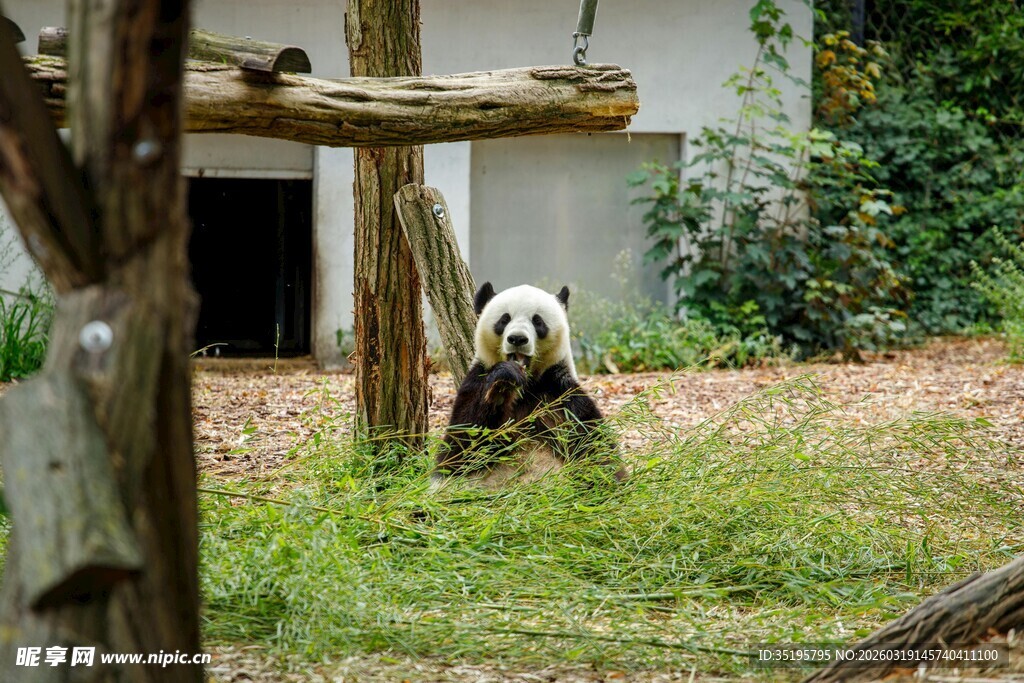 熊猫惬意坐于木架旁