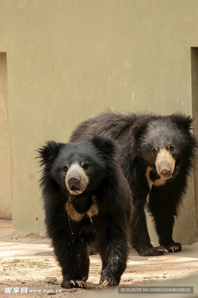 两只熊在户外行走