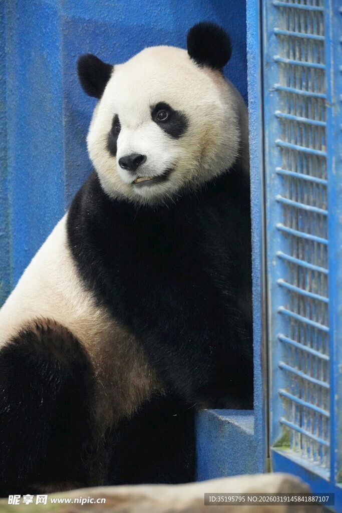 可爱熊猫倚门而立