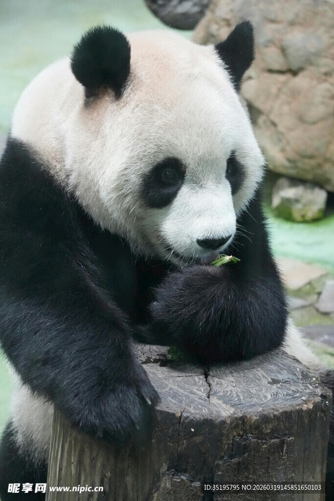 熊猫惬意抱竹坐树桩