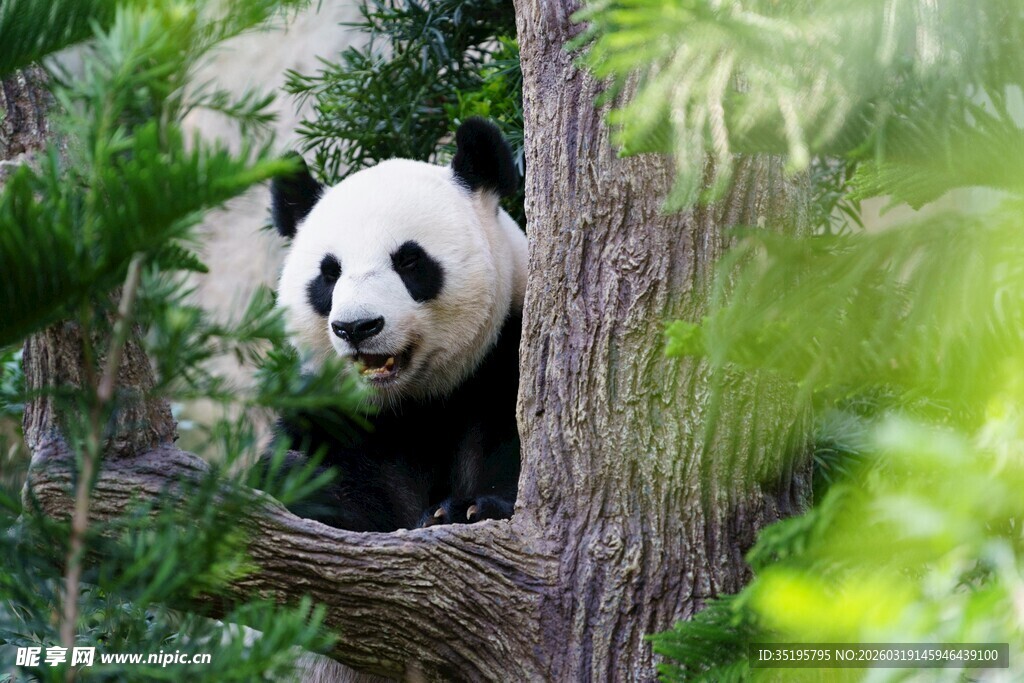 林间熊猫探身望