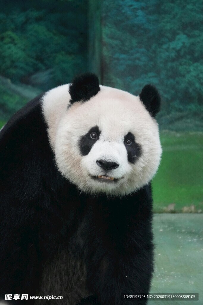 憨态可掬的大熊猫