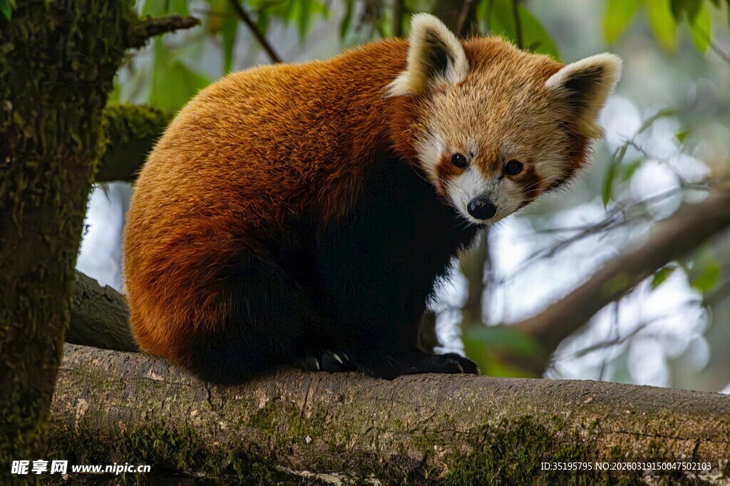 小熊猫栖息在树枝上