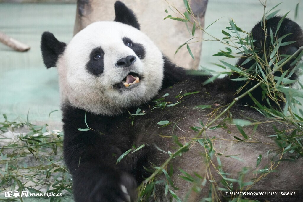 憨态熊猫吃鲜嫩竹子