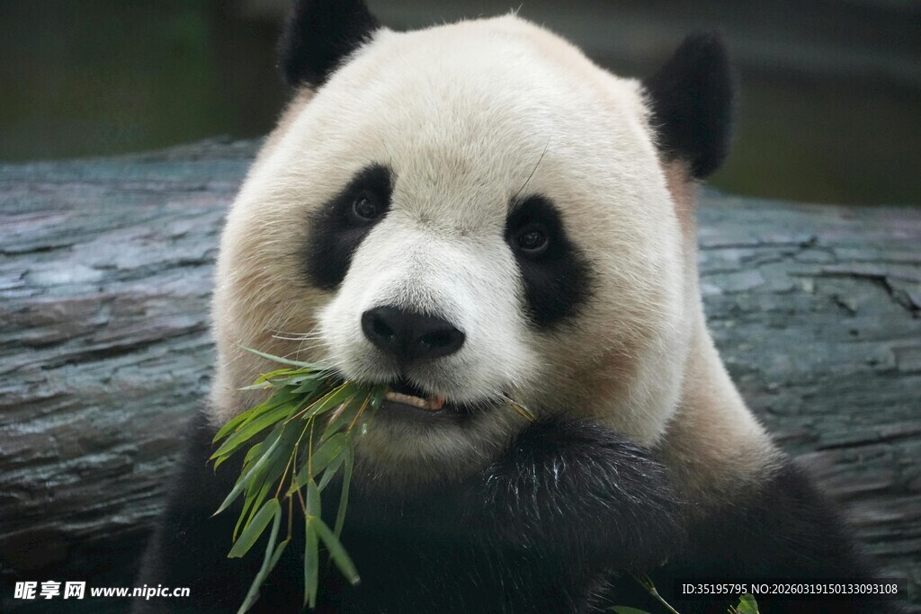 熊猫惬意进食鲜绿竹子