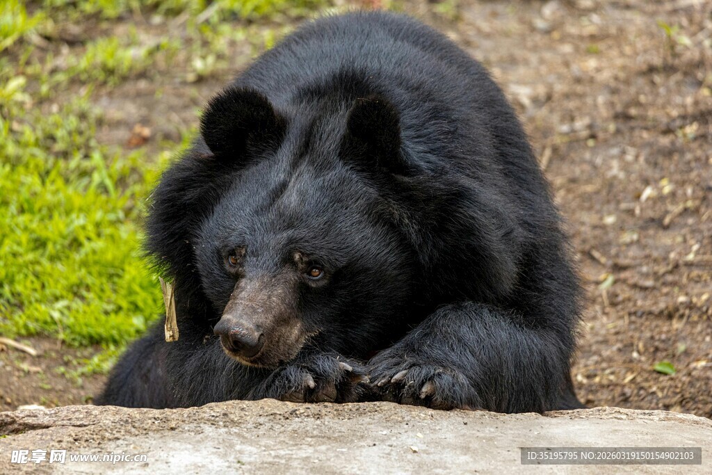 黑熊趴地休憩